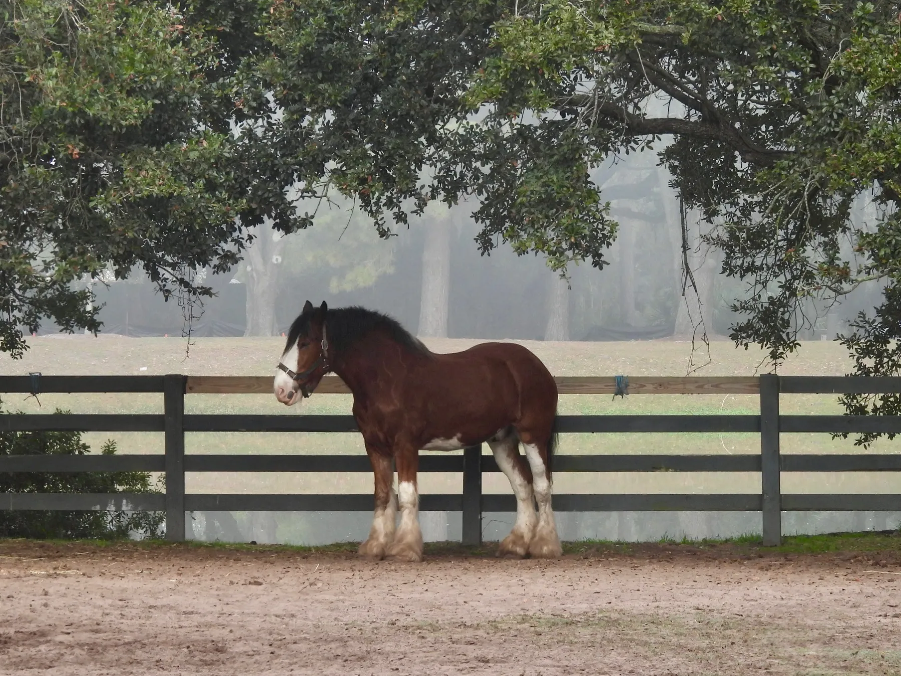 A horse stands in a fenced field under a tree canopy on a foggy day.