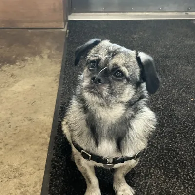 Small black and gray dog with harness sitting on a dark rug indoors.